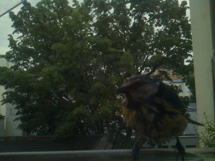 bird_20260519_195513_235_burst5_motion2239_conf0.77_bestdog_spgarrulus_glandarius_spconf0.15.jpg