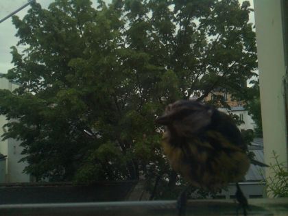 bird_20260519_195519_526_burst6_motion2239_conf1.00_bestdog_spperiparus_ater_spconf0.11.jpg