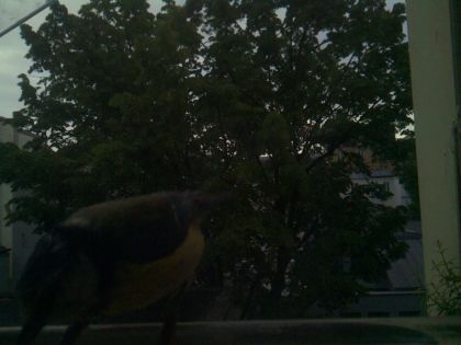 bird_20260519_200523_167_burst0_motion1234_conf0.00_bestnone_spturdus_merula_spconf0.37.jpg