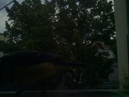 bird_20260519_201032_907_burst0_motion1921_conf0.00_bestnone_spcorvus_corone_spconf0.15.jpg
