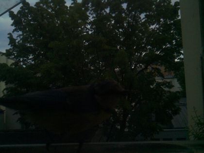 bird_20260519_201525_077_burst4_motion1204_conf0.00_bestnone_spturdus_merula_spconf0.33.jpg