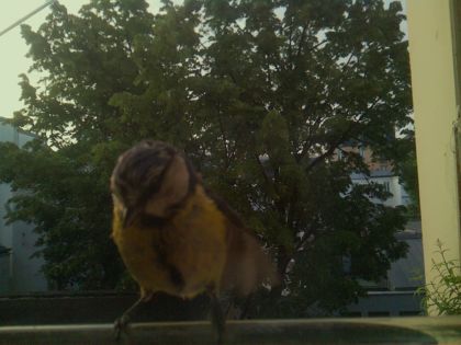bird_20260520_065108_354_burst1_motion2741_conf0.92_bestbird_spcyanistes_caeruleus_spconf1.00.jpg