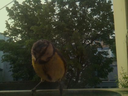 bird_20260520_065114_044_burst2_motion2741_conf0.88_bestbird_spcyanistes_caeruleus_spconf1.00.jpg