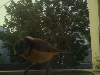 bird_20260520_065125_657_burst4_motion2741_conf0.00_bestnone_spsitta_europaea_spconf0.30.jpg
