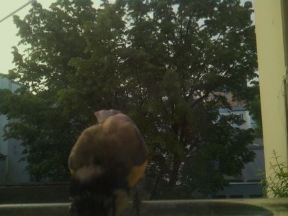 bird_20260520_065143_905_burst7_motion2741_conf0.32_bestcat_sppyrrhula_pyrrhula_spconf0.25.jpg