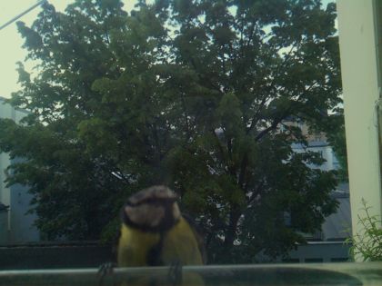 bird_20260520_070752_614_burst0_motion3094_conf0.41_bestperson_spdendrocopos_major_spconf0.22.jpg