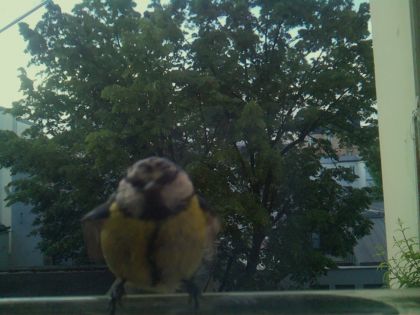 bird_20260520_070757_952_burst1_motion3094_conf0.81_bestbird_spgarrulus_glandarius_spconf0.40.jpg