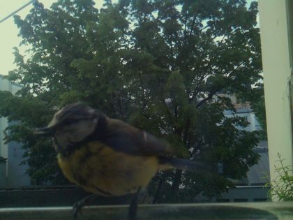 bird_20260520_070815_454_burst4_motion3094_conf0.99_bestbird_spdendrocopos_major_spconf0.53.jpg