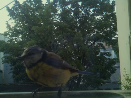 bird_20260520_070821_406_burst5_motion3094_conf1.00_bestbird_spcyanistes_caeruleus_spconf0.39.jpg