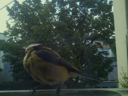 bird_20260520_070827_440_burst6_motion3094_conf1.00_bestbird_spphylloscopus_collybita_spconf0.15.jpg