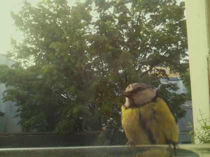 bird_20260520_071612_028_burst1_motion1835_conf0.98_bestbird_spcyanistes_caeruleus_spconf1.00.jpg