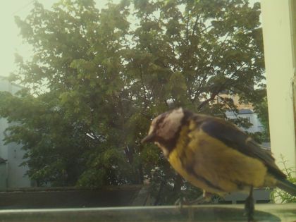 bird_20260520_071617_695_burst2_motion1835_conf1.00_bestbird_spcyanistes_caeruleus_spconf1.00.jpg