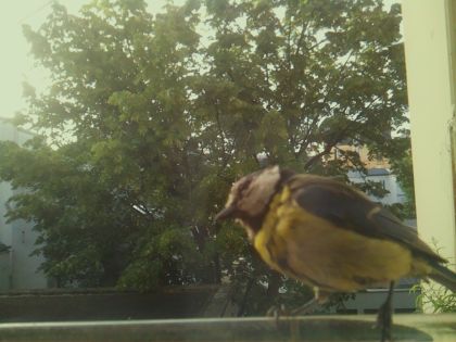 bird_20260520_071623_594_burst3_motion1835_conf1.00_bestbird_spcyanistes_caeruleus_spconf1.00.jpg