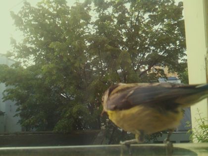 bird_20260520_071629_518_burst4_motion1835_conf0.98_bestbird_spcyanistes_caeruleus_spconf1.00.jpg