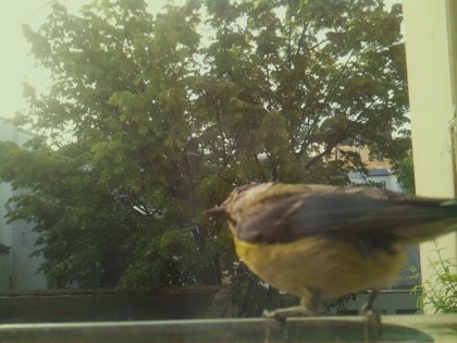 bird_20260520_071635_597_burst5_motion1835_conf1.00_bestbird_spcyanistes_caeruleus_spconf1.00.jpg