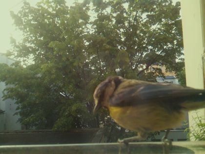 bird_20260520_071641_651_burst6_motion1835_conf0.99_bestbird_spcyanistes_caeruleus_spconf1.00.jpg