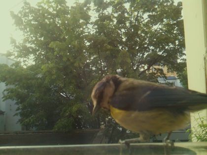 bird_20260520_071647_785_burst7_motion1835_conf1.00_bestbird_spcyanistes_caeruleus_spconf1.00.jpg