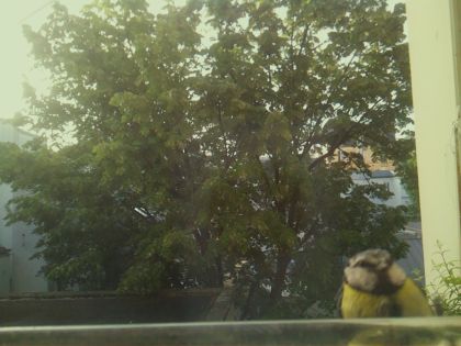 bird_20260520_071703_016_burst0_motion5887_conf0.59_bestpottedplant_spcyanistes_caeruleus_spconf1.00.jpg