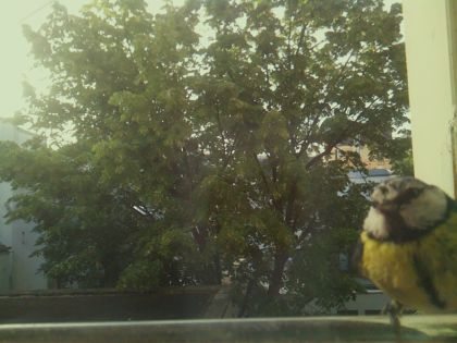 bird_20260520_071708_636_burst1_motion5887_conf0.76_bestbird_spcyanistes_caeruleus_spconf0.41.jpg