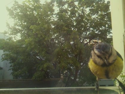 bird_20260520_071714_721_burst2_motion5887_conf0.95_bestbird_spcyanistes_caeruleus_spconf0.25.jpg