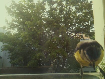 bird_20260520_071720_854_burst3_motion5887_conf0.98_bestbird_spcyanistes_caeruleus_spconf1.00.jpg