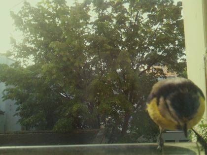 bird_20260520_071726_875_burst4_motion5887_conf0.99_bestbird_spcyanistes_caeruleus_spconf1.00.jpg