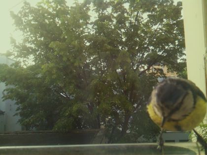 bird_20260520_071732_986_burst5_motion5887_conf0.99_bestbird_spcyanistes_caeruleus_spconf1.00.jpg