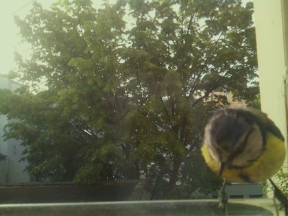 bird_20260520_071739_278_burst6_motion5887_conf0.98_bestbird_spcyanistes_caeruleus_spconf1.00.jpg