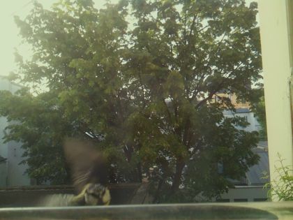 bird_20260520_071825_450_burst0_motion5539_conf0.00_bestnone_spcyanistes_caeruleus_spconf1.00.jpg