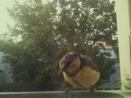 bird_20260520_071831_905_burst1_motion5539_conf1.00_bestbird_spcyanistes_caeruleus_spconf1.00.jpg