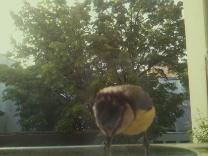 bird_20260520_071838_002_burst2_motion5539_conf1.00_bestbird_spcyanistes_caeruleus_spconf1.00.jpg