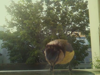 bird_20260520_071843_935_burst3_motion5539_conf1.00_bestbird_spcyanistes_caeruleus_spconf1.00.jpg