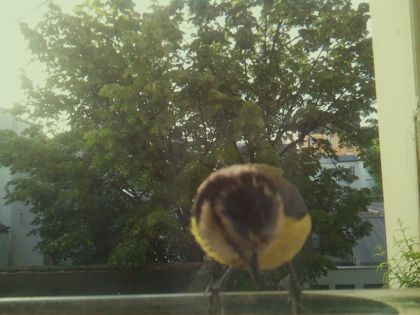 bird_20260520_071850_196_burst4_motion5539_conf0.99_bestbird_spcyanistes_caeruleus_spconf1.00.jpg