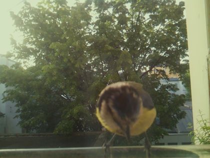 bird_20260520_071856_517_burst5_motion5539_conf1.00_bestbird_spcyanistes_caeruleus_spconf1.00.jpg