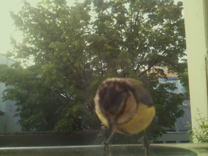 bird_20260520_071902_761_burst6_motion5539_conf0.95_bestbird_spcyanistes_caeruleus_spconf1.00.jpg