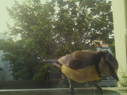 bird_20260520_071909_066_burst7_motion5539_conf0.92_bestbird_spsitta_europaea_spconf0.20.jpg