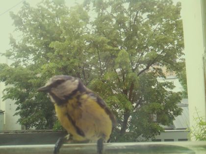 bird_20260520_114534_482_burst1_motion1507_conf0.96_bestbird_spcyanistes_caeruleus_spconf0.40.jpg