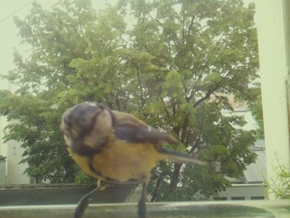 bird_20260520_114540_563_burst2_motion1507_conf1.00_bestbird_spcyanistes_caeruleus_spconf0.19.jpg