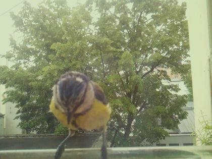 bird_20260520_114546_702_burst3_motion1507_conf0.98_bestbird_spcyanistes_caeruleus_spconf1.00.jpg