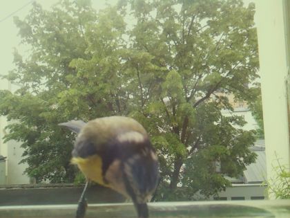 bird_20260520_114552_922_burst4_motion1507_conf0.90_bestbird_spaegithalos_caudatus_spconf0.14.jpg