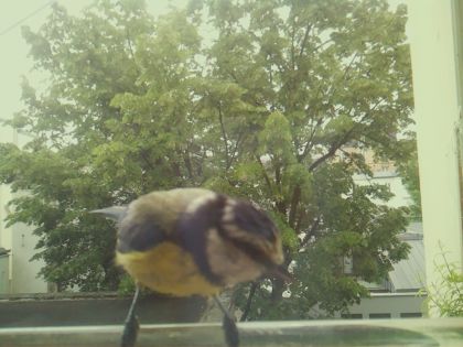 bird_20260520_114559_227_burst5_motion1507_conf0.99_bestbird_spcyanistes_caeruleus_spconf1.00.jpg