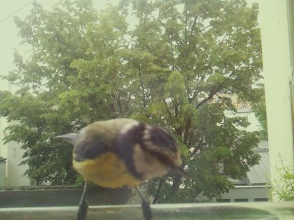 bird_20260520_114605_531_burst6_motion1507_conf1.00_bestbird_spcyanistes_caeruleus_spconf1.00.jpg