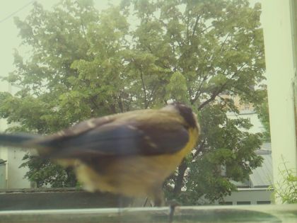 bird_20260520_114611_982_burst7_motion1507_conf0.48_bestbird_spsitta_europaea_spconf0.34.jpg
