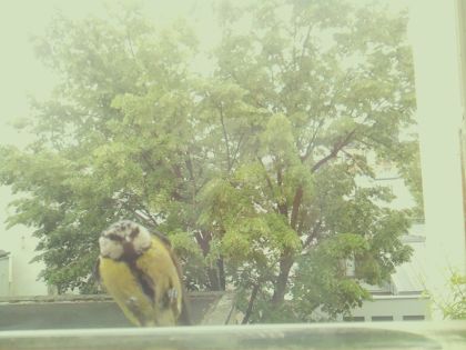 bird_20260520_125310_807_burst1_motion1602_conf0.68_bestbird_spdendrocopos_major_spconf0.35.jpg