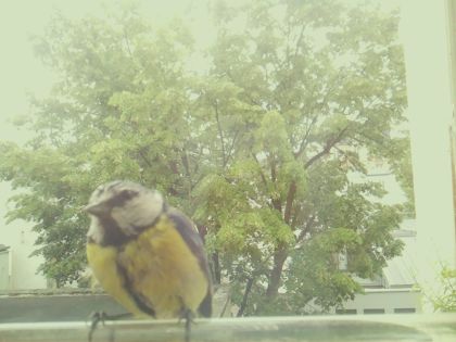 bird_20260520_125316_959_burst2_motion1602_conf1.00_bestbird_spcyanistes_caeruleus_spconf0.83.jpg