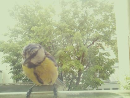 bird_20260520_125336_145_burst5_motion1602_conf0.92_bestbird_spcyanistes_caeruleus_spconf0.53.jpg