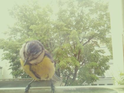 bird_20260520_125342_583_burst6_motion1602_conf0.97_bestbird_spcyanistes_caeruleus_spconf0.25.jpg