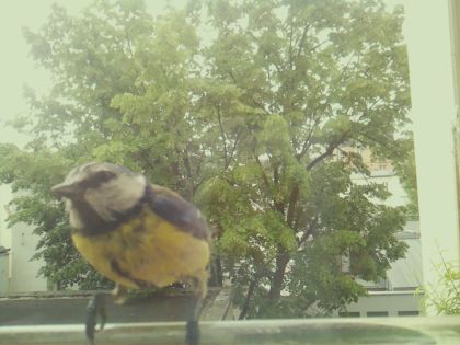 bird_20260520_125747_362_burst0_motion11788_conf0.99_bestbird_spcyanistes_caeruleus_spconf0.65.jpg