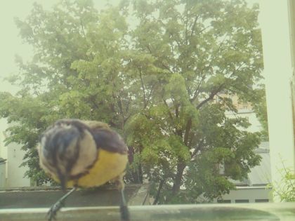 bird_20260520_125753_180_burst1_motion11788_conf0.77_besthorse_spcyanistes_caeruleus_spconf1.00.jpg