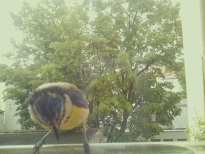 bird_20260520_125759_359_burst2_motion11788_conf0.30_bestbird_spsitta_europaea_spconf0.18.jpg